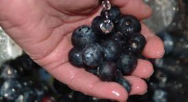 Antioxidant Supplement | Benefits of Antioxidants